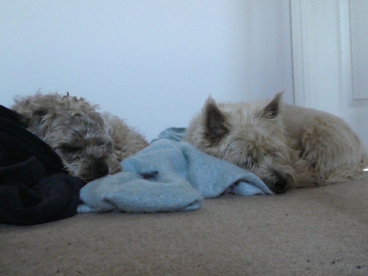 A Pair of Tired Terriers